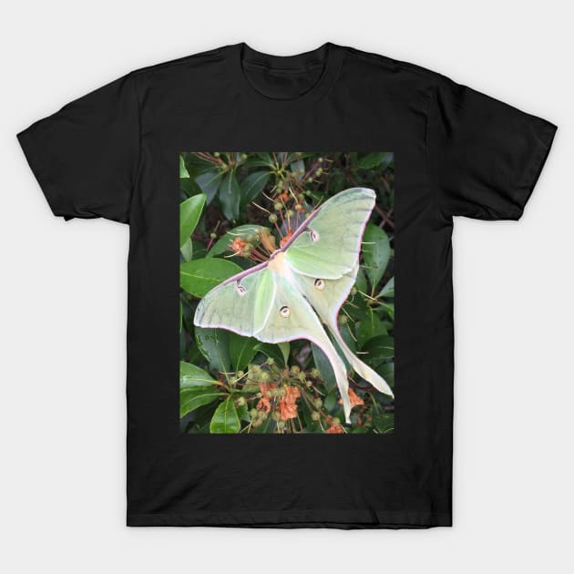 Luna moth T-Shirt by SummersetteDesigns